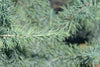 Crystal Blue Podocarpus – Privacy Screen and Architectural Accent for Southern California Landscapes