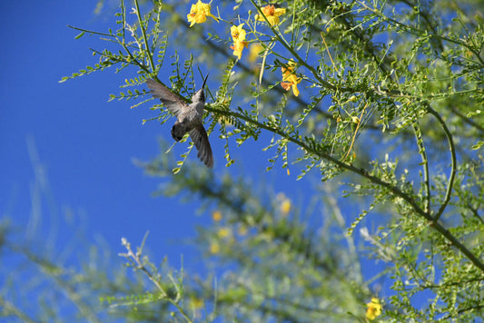 Desert Museum Palo Verde – Drought-Tolerant Focal Point for Southern California Landscapes