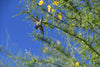 Desert Museum Palo Verde – Drought-Tolerant Focal Point for Southern California Landscapes