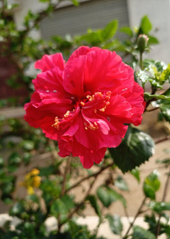 Modern Plants