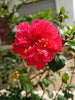 Double Red Hibiscus - Border and Entryway Plant for Southern California Landscapes