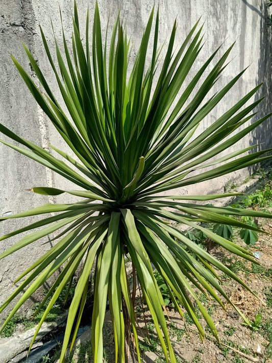 Dragon Tree Dracaena Draco – Architectural Accent Plant for Southern California Landscapes