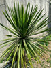 Dragon Tree Dracaena Draco – Architectural Accent Plant for Southern California Landscapes