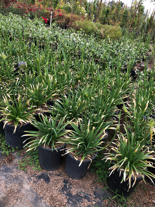 Dwarf Blue Lily Of The Nile – Border Plant For Borders In Southern California Landscapes