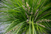 Dwarf Mat Rush – Drought-Resistant Border Grass for Southern California Landscapes