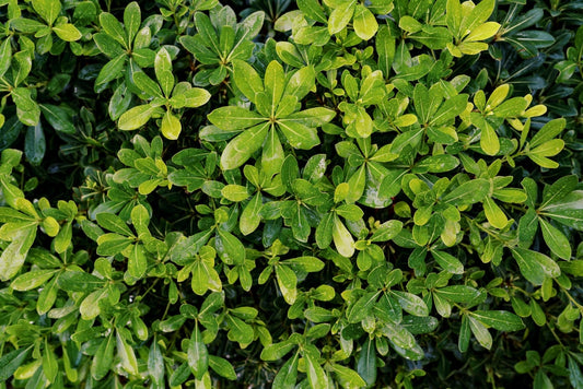 Dwarf Mock Orange Shrub – Fragrant Border Plant for Southern California Landscapes