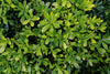 Dwarf Mock Orange Shrub – Fragrant Border Plant for Southern California Landscapes