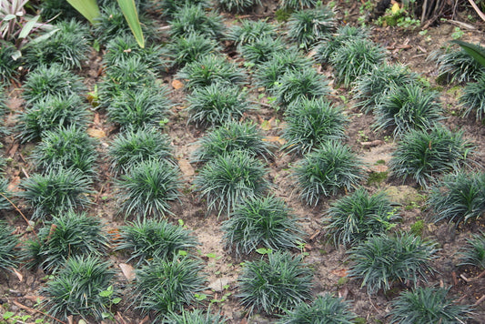 Dwarf Mondo Grass – Low-Maintenance Ground Cover for Southern California Landscapes