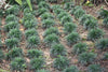 Dwarf Mondo Grass – Low-Maintenance Ground Cover for Southern California Landscapes