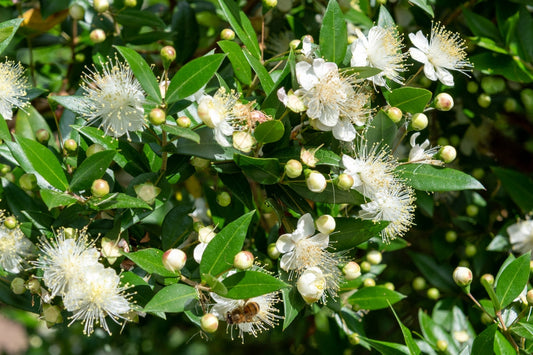 Dwarf Myrtle – Pollinator Shrub For Sunny Borders And Hedges For Southern California Landscapes