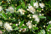 Dwarf Myrtle – Pollinator Shrub For Sunny Borders And Hedges For Southern California Landscapes