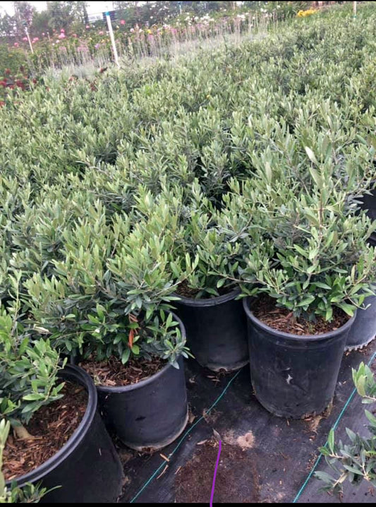 Fruitless Dwarf Olive – Focal Point Plant for Southern California Landscapes, Low Water