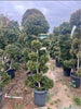 Euginia Pom Pom – Sculpted Topiary Focal Point for Southern California Landscapes