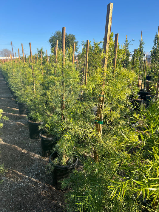 Fern Pine Podocarpus Gracilior – Tall Privacy Hedge for Southern California Landscapes