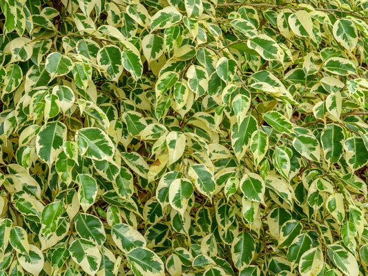 Ficus Benjamina Variegated – Indoor Plant for Interiors for Southern California Landscapes