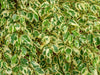 Ficus Benjamina Variegated – Indoor Plant for Interiors for Southern California Landscapes