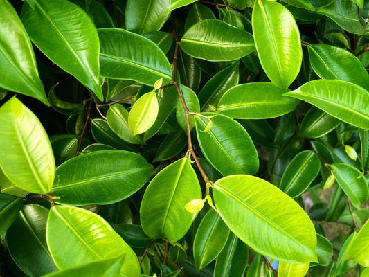 Ficus Benjamina – Indoor Foliage and Office Plant for Southern California Landscapes