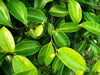 Ficus Benjamina – Indoor Foliage and Office Plant for Southern California Landscapes