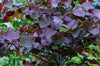 Forest Pansy Redbud – Showy Accent Tree For Southern California Landscapes