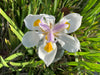 Fortnite Lily – Border and Mass Plantings for Southern California Landscapes with Drought Tolerant Appeal