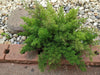 Foxtail Fern – Compact Garden & Container Accent for Southern California Landscapes