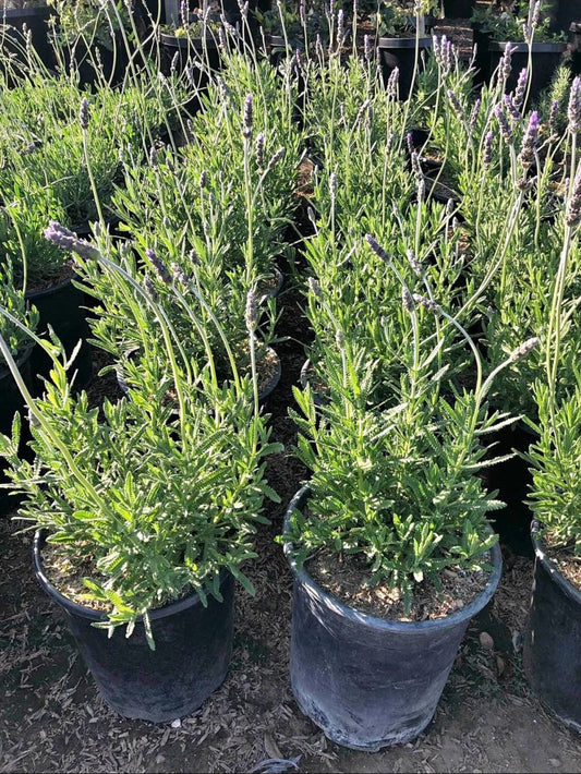Lavandula Dentata Candicans – Fragrant Border Plant for Southern California Landscapes