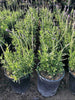 Lavandula Dentata Candicans – Fragrant Border Plant for Southern California Landscapes