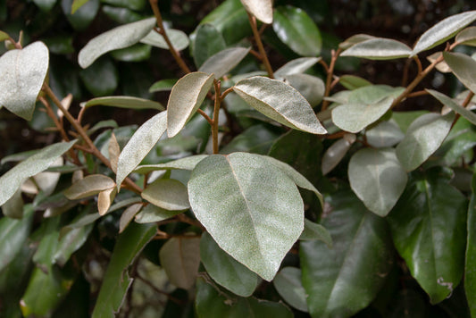 Fruitland Silverberry – Privacy Hedge, Privacy Screen for Southern California Landscapes