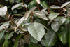 Fruitland Silverberry – Privacy Hedge, Privacy Screen for Southern California Landscapes