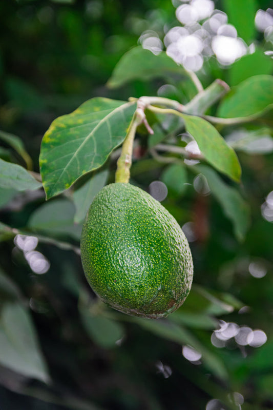 Fuerte Avocado Tree – Edible Fruit Tree for Home Garden for Southern California Landscapes