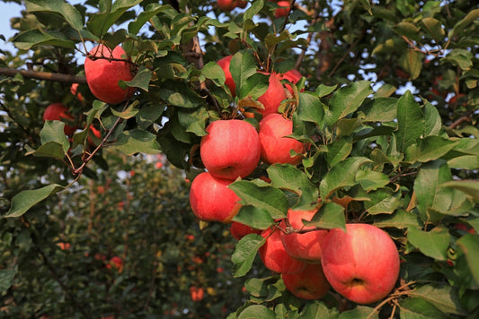 Fuji Apple Tree – Dwarf Apple Tree for Small Spaces for Southern California Landscapes