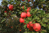 Fuji Apple Tree – Dwarf Apple Tree for Small Spaces for Southern California Landscapes