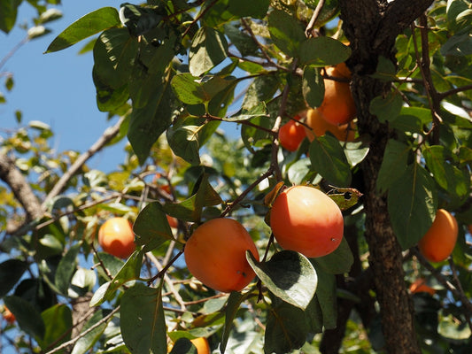 Fuyu Persimmon Tree – Edible, Non-Astringent Fruit for Southern California Landscapes