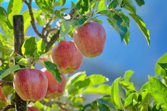 Gala Apple Tree – Edible Fruit Tree for Southern California Landscapes