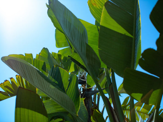 Giant Bird of Paradise – Accent Plant For Patios for Southern California Landscapes