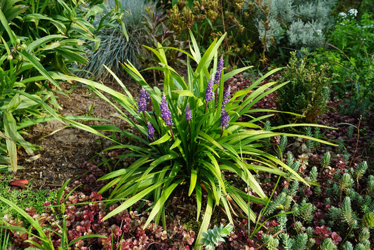 Giant Lily Turf - Privacy Screen Border Plant for Southern California Landscapes