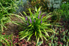 Giant Lily Turf - Privacy Screen Border Plant for Southern California Landscapes