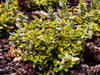 Gold Euonymus Aureo Marginata – Bright Foliage Accent for Southern California Landscapes