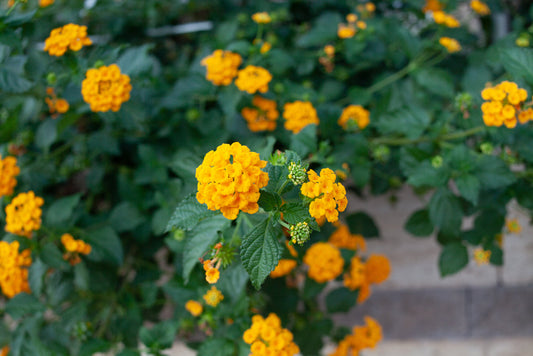 Gold Lantana Hedge – Low Maintenance Border Plant for Southern California Landscapes