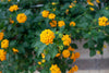 Gold Lantana Hedge – Low Maintenance Border Plant for Southern California Landscapes