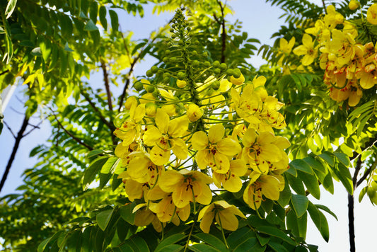 Gold Medallion Tree – Focal Point Accent Tree for Southern California Landscapes