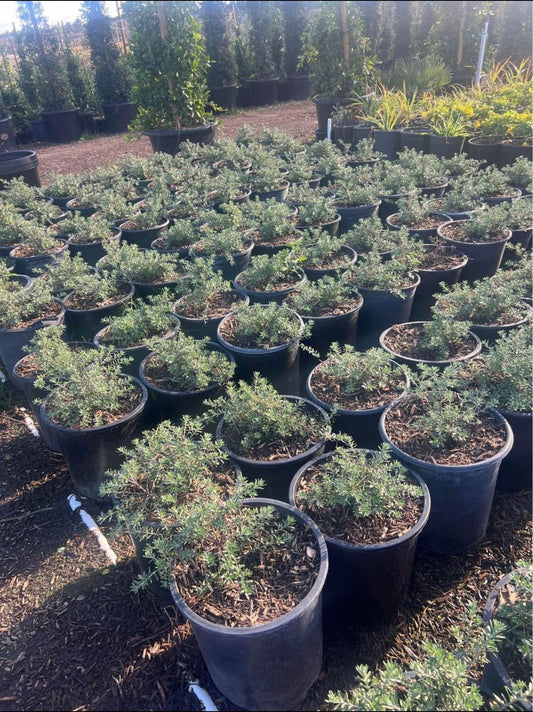 Gray Box Coast Rosemary – Edge and Border Plant for Southern California Landscapes