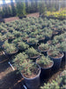 Gray Box Coast Rosemary – Edge and Border Plant for Southern California Landscapes