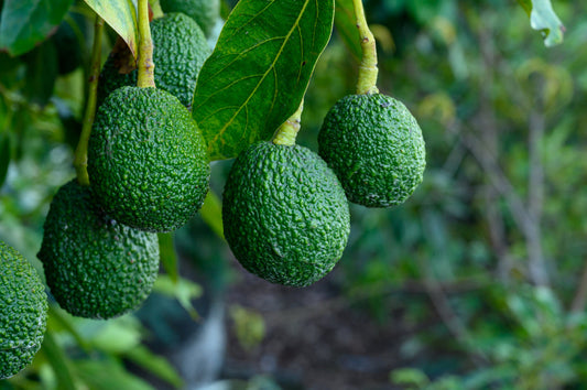 Hass Avocado Tree – Fresh Homegrown Avocados for Cooking for Southern California Landscapes