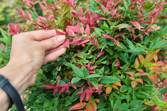 Heavenly Bamboo Nandina – Drought-Tolerant Ornamental Shrub for Southern California Landscapes