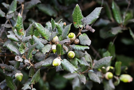 Holly Oak – Evergreen Shade Tree for Entrances and Foundations for Southern California Landscapes