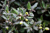 Holly Oak – Evergreen Shade Tree for Entrances and Foundations for Southern California Landscapes