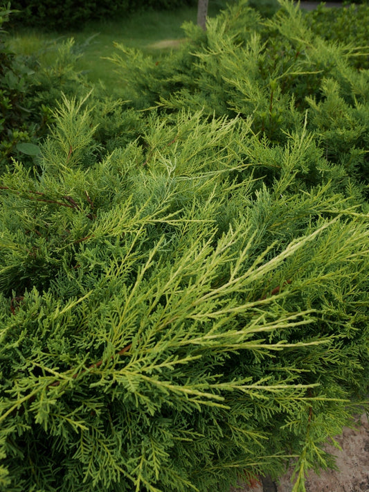 Hollywood Juniper – Drought-Tolerant Privacy Tree for Southern California Landscapes