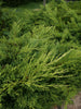 Hollywood Juniper – Drought-Tolerant Privacy Tree for Southern California Landscapes