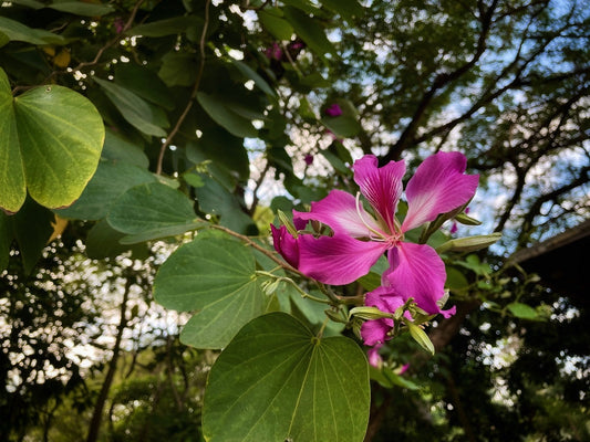 Hong Kong Orchid Tree – Ornamental Tree Border Accent for Southern California Landscapes